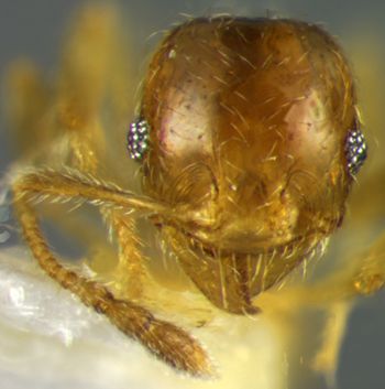 Media type: image;   Entomology 20755 Aspect: head frontal view 3